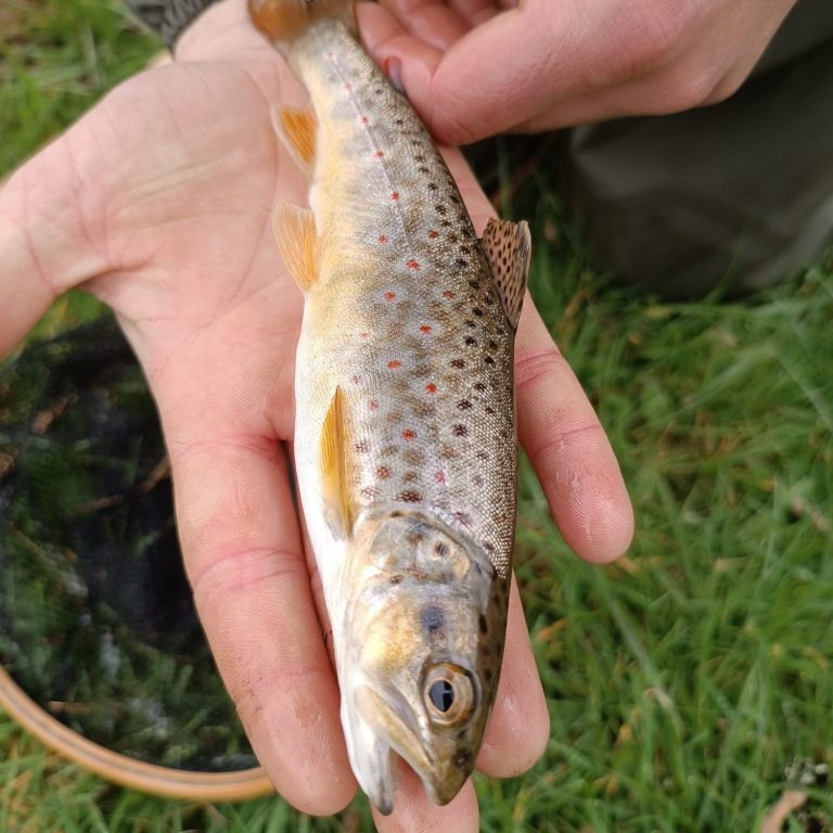 Truite de la vallée de la Creuse 