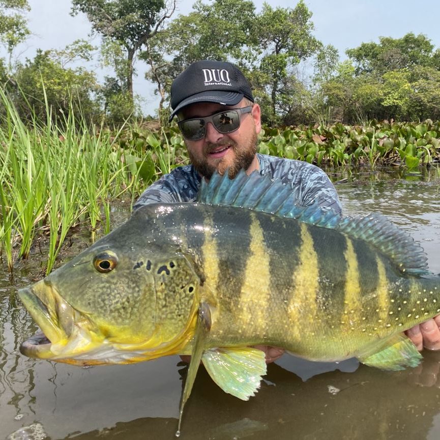 peacock bass capturé dans un lagon de la foret amazonienne lors d'un séjour de pêche organisé par votre guide de pêche