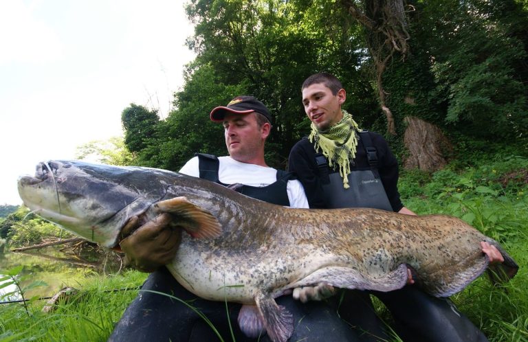 silure capturé lors du journée de pêche en verticale dans le département de l'indre