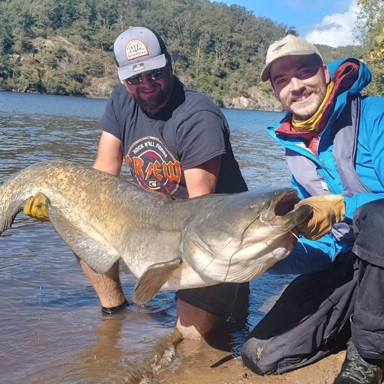Beau silure sorti des eaux du lac d'Eguzon avec une ligne à main